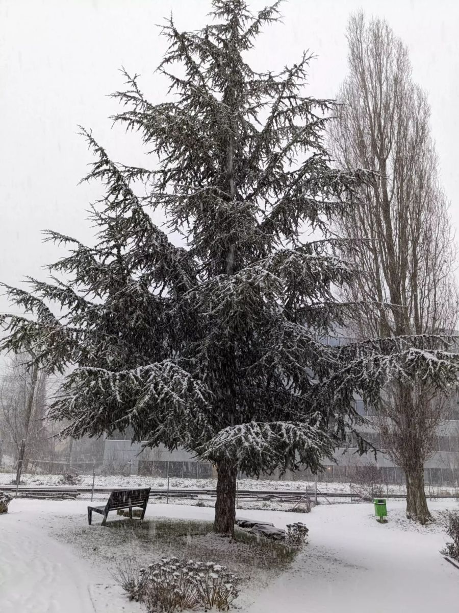 Eine verschneite Tanne, ebenfalls in Liebefeld BE.