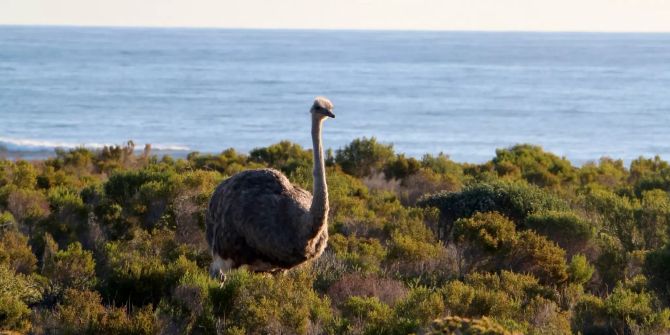 Straussweibchen in Büschen vor Meer