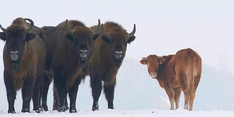 Die Kuh floh aus ihrem Gehege und schloss sich einer Herde Bisons an.