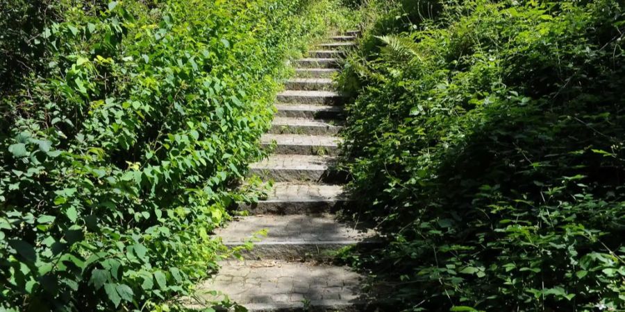 Eine Treppe im Botanischen Garten in Zürich.