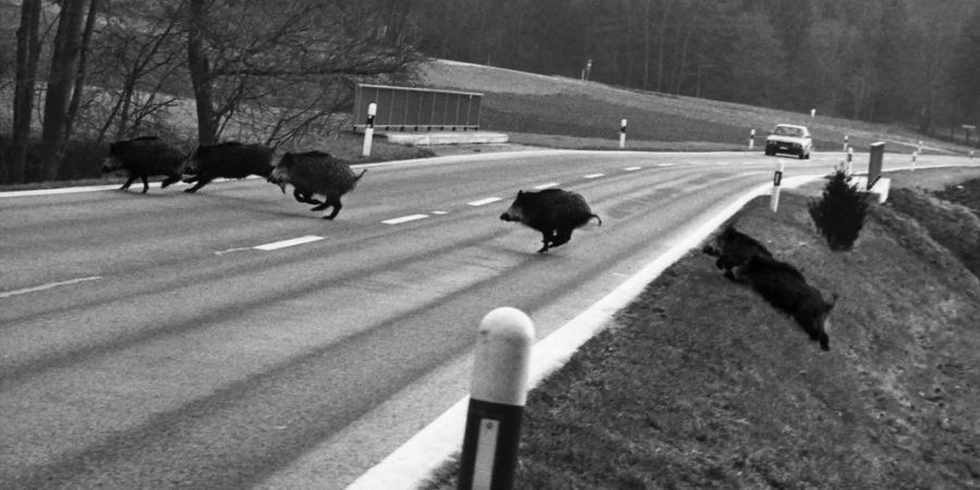 Eine Rotte Wildschweine überquert eine Strasse im Kanton Aargau.