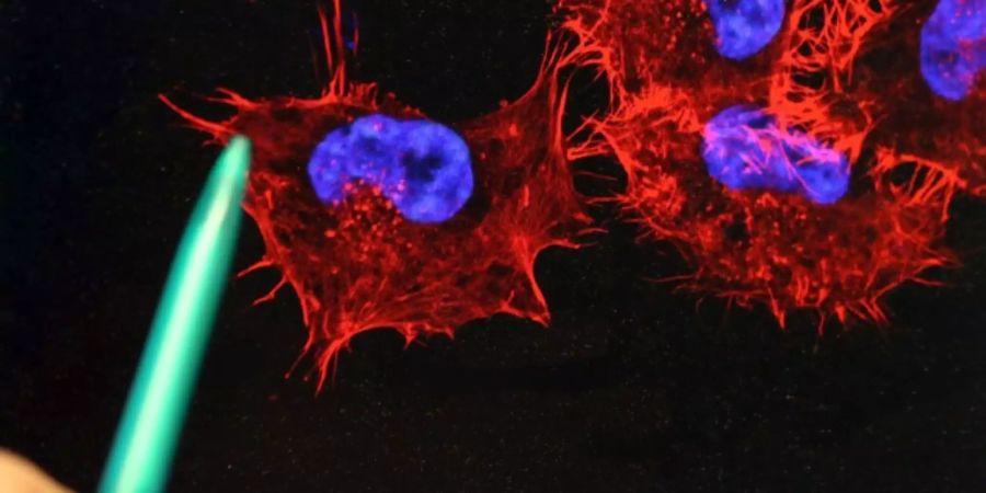 Krebszellen led licht