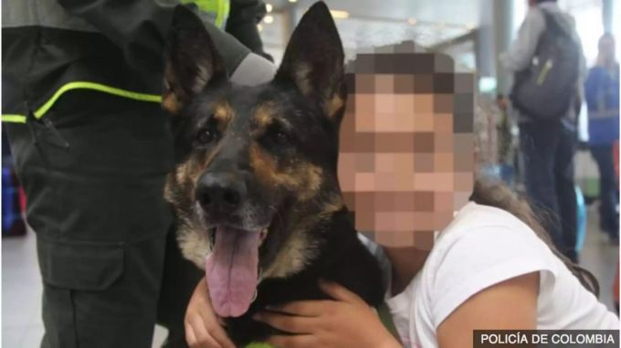Die Schäferhündin Sombra wurde schon als Welpe zum Drogenspürhund ausgebildet. Die Schäferhündin Sombra wurde schon als Welpe zum Drogenspürhund ausgebildet.