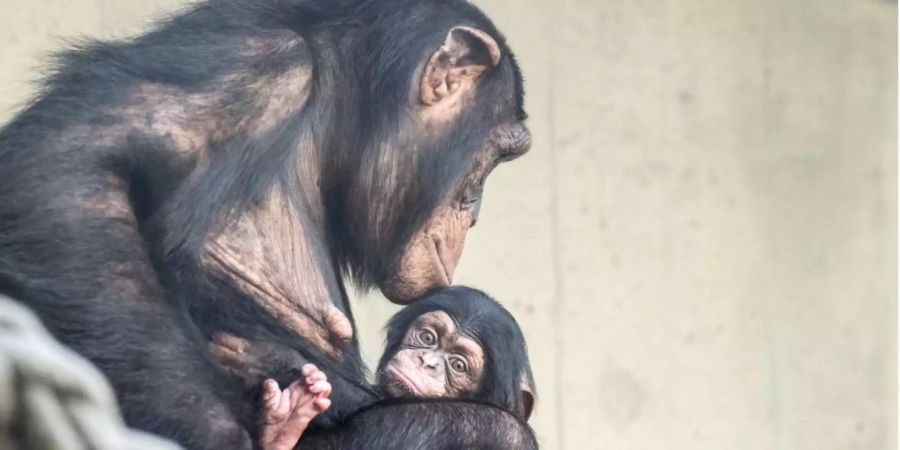 Die Schimpansenmutter kümmert sich gut um ihr Baby.