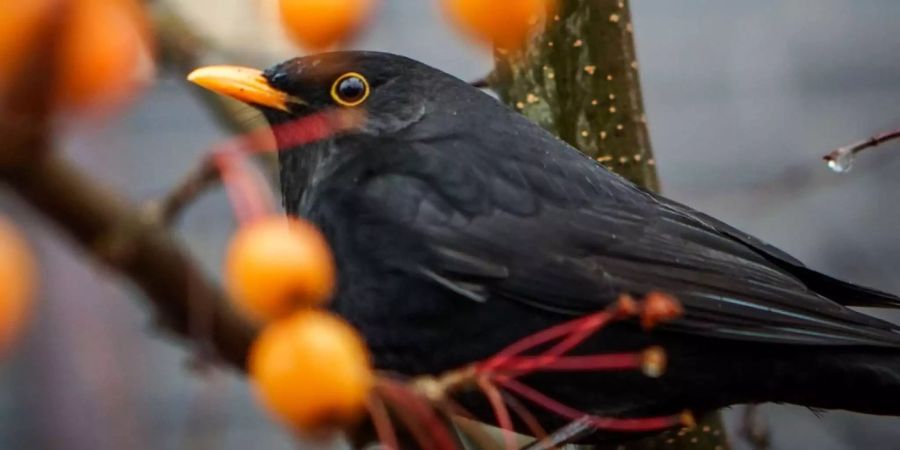 Schweizerische Vogelwarte Sempach