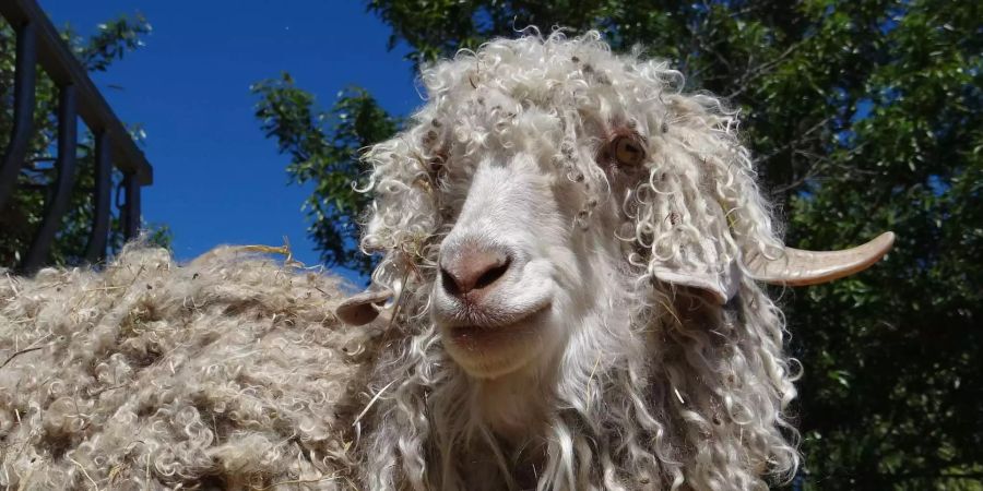 Eine Angora-Ziege blickt in die Kamera.