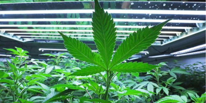 Wird nicht von Mäusen gefressen - das Blatt einer Marihuana-Pflanze Wird nicht von Mäusen gefressen - das Blatt einer Marihuana-Pflanze