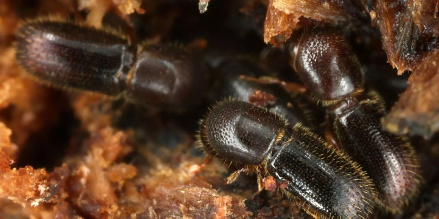 Ambrosiakäfer pflegen ihren Pilzgarten im Inneren von Bäumen hingebungsvoll.