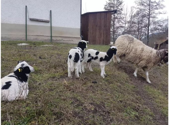 Mutter Annemarie mit drei der vier Lämmlein.