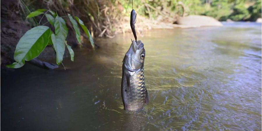 Rettungskräfte ziehen Fisch aus dem Hals und retten dem Engländer das Leben.