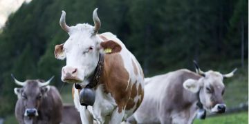 Kühe Hörner Hornkuh Wallis