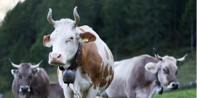 Kühe Hörner Hornkuh Wallis