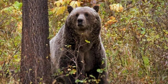 Grizzlybär