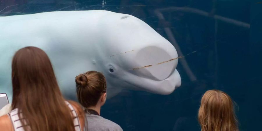 Ein Beluga-Wal drückt in einem Aquarium seinen Kopf gegen eine Scheibe.