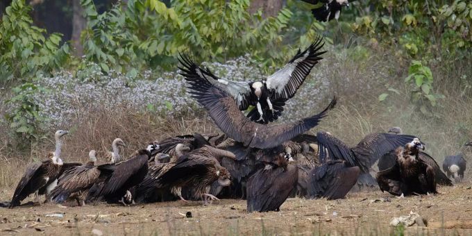 Bengalgeier fressen einen Kadaver, der in einem Naturschutzgebiet für sie bereitgelegt wurde. Mit Hilfe örtlicher Gemeinden entstanden in Nepal sogenannte Geierrestaurants, wo die Vögel mit unbelastetem Futter versorgt werden. Bengalgeier fressen einen Kadaver, der in einem Naturschutzgebiet für sie bereitgelegt wurde.