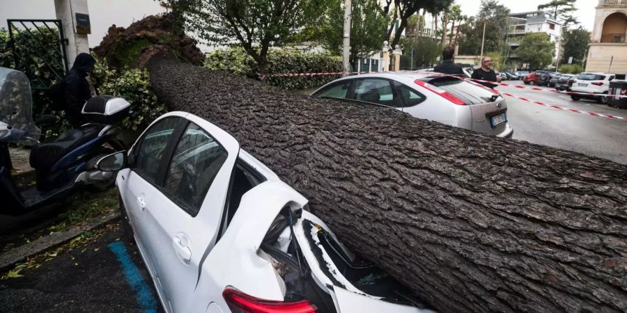 Ein umgestürzter Baum liegt auf dem Dach eines Autos.