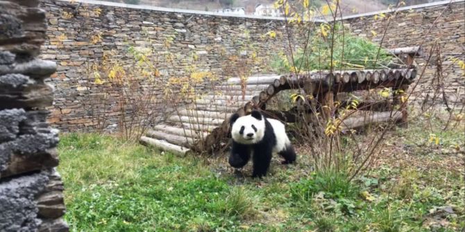 Das vom Tiergarten Schönbrunn veröffentlichte Bild zeigt einen der beiden Panda-Zwillinge im Quarantänebereich in der Panda-Station in China.