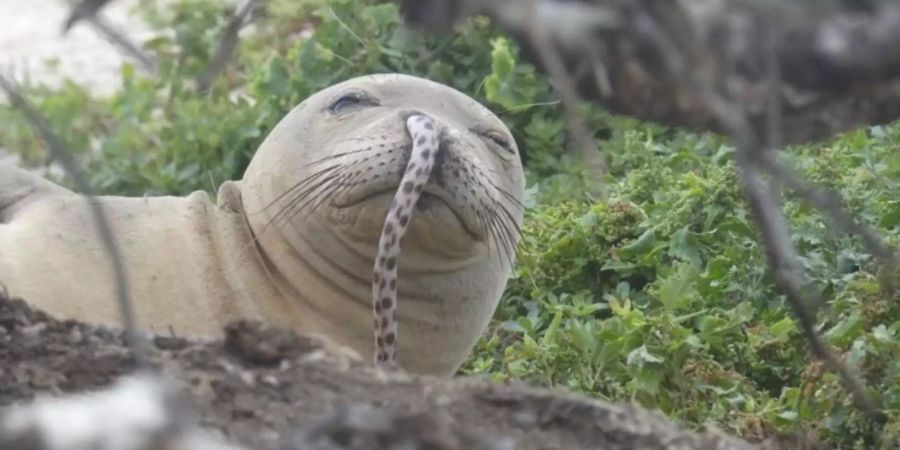 Auf Hawaii wurde vor einem Jahr eine junge Mönchsrobbe entdeckt, der ein Aal in der Nase steckte – es ist kein Einzelfall.