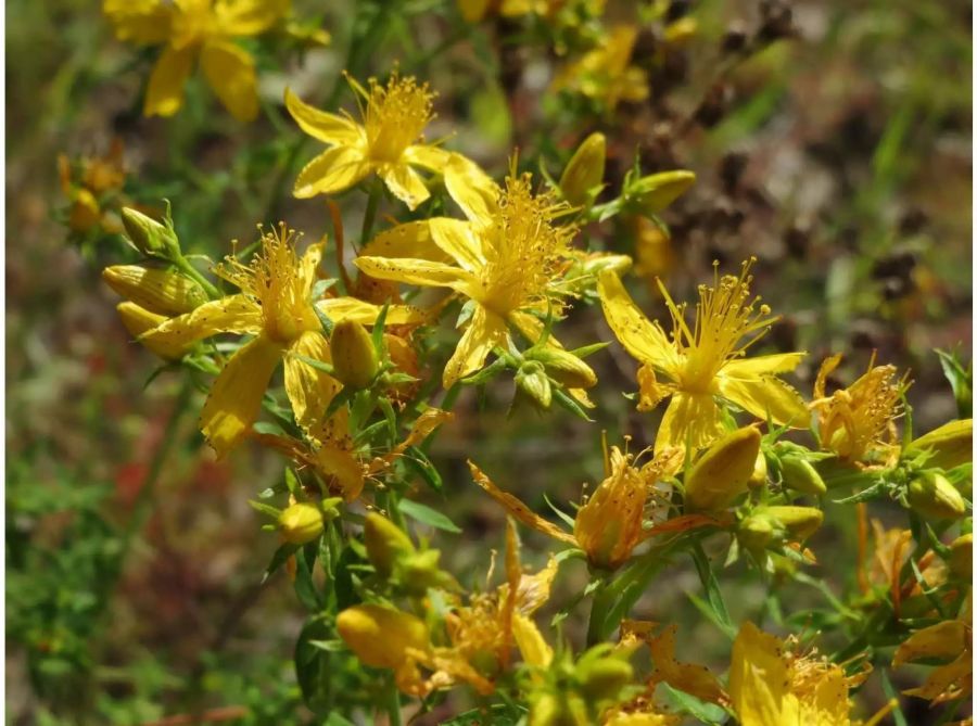 Die gelben Blüten des Johanniskraut.