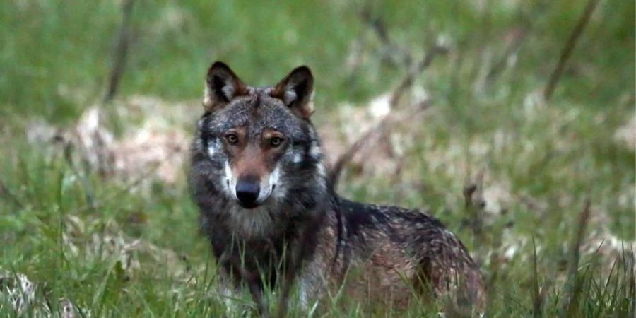 Brauner Wolf auf Wiese - Keystone