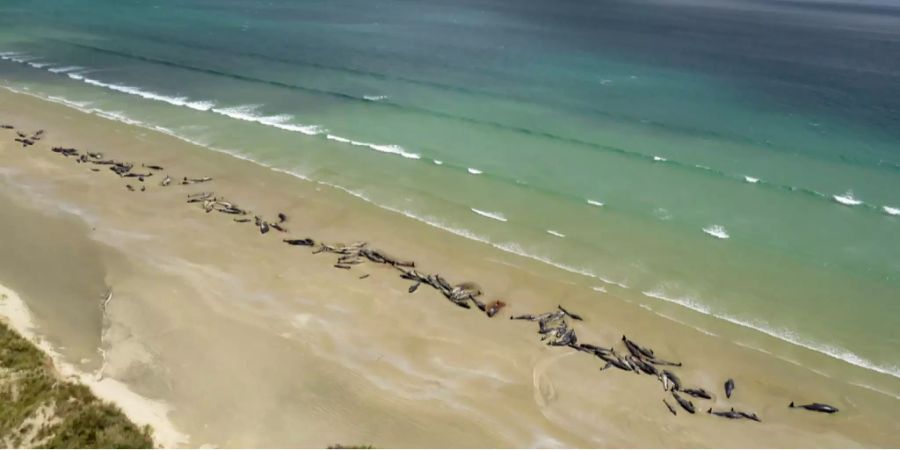 145 Grindwale sind an einem abgelegenen Strand in Neuseeland verendet.