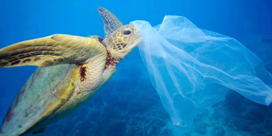 Eine grüne Meeresschildkröte (Chelonia mydas) mit einem Plastiksack, Great Barrier Reef, Australien. Der Fotograf entfernte den Plastiksack, bevor die Schildkröte den Sack fressen konnte.