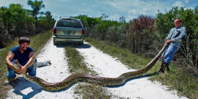 Florida Python