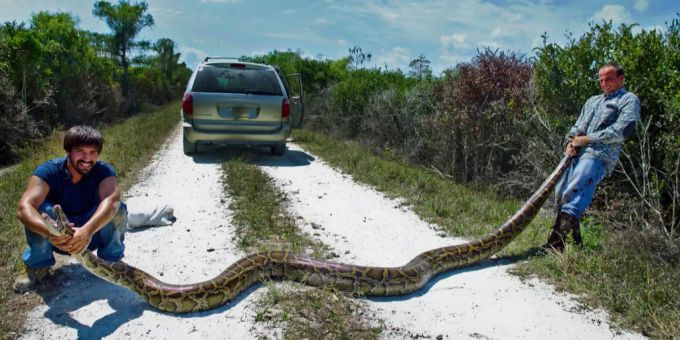 In Florida Python Gefunden