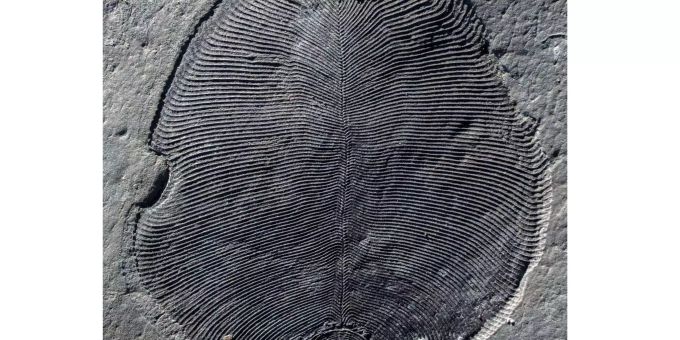 Ein in Russland gefundenes Fossil von Dickinsonia. Ein in Russland gefundenes Fossil von Dickinsonia.