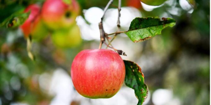 Ein Apfelbaum zeigt sich vor der Winterapfel-Ernte mit roten Äpfeln. Ein Apfelbaum zeigt sich vor der Winterapfel-Ernte mit roten Äpfeln.