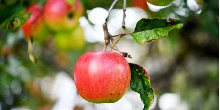 Ein Apfelbaum zeigt sich vor der Winterapfel-Ernte mit roten Äpfeln.