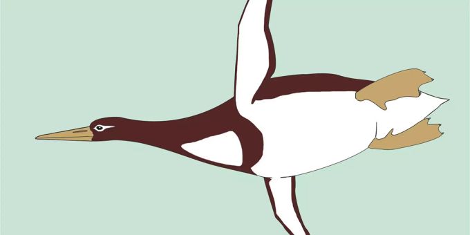 Er wog 100 Kilogramm - Forscher entdecken riesengrossen Ur-Pinguin
