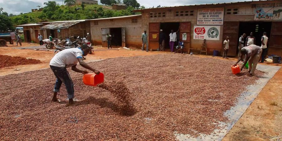 Kakao-Bauern in Afrika leiden unter grosser Armut.