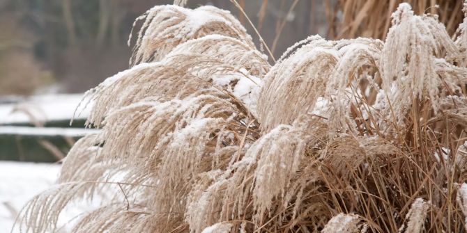 Chinaschilf mit Schnee bedeckt