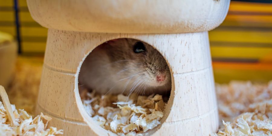 Versteckt sich ein Hamster, hat er womöglich Angst.