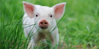 Wende - Vegan im Vormarsch? Die Schlachtzahlen in der Schweiz sinken