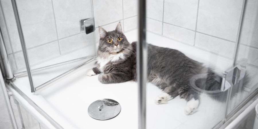 Katze liegt in der Dusche