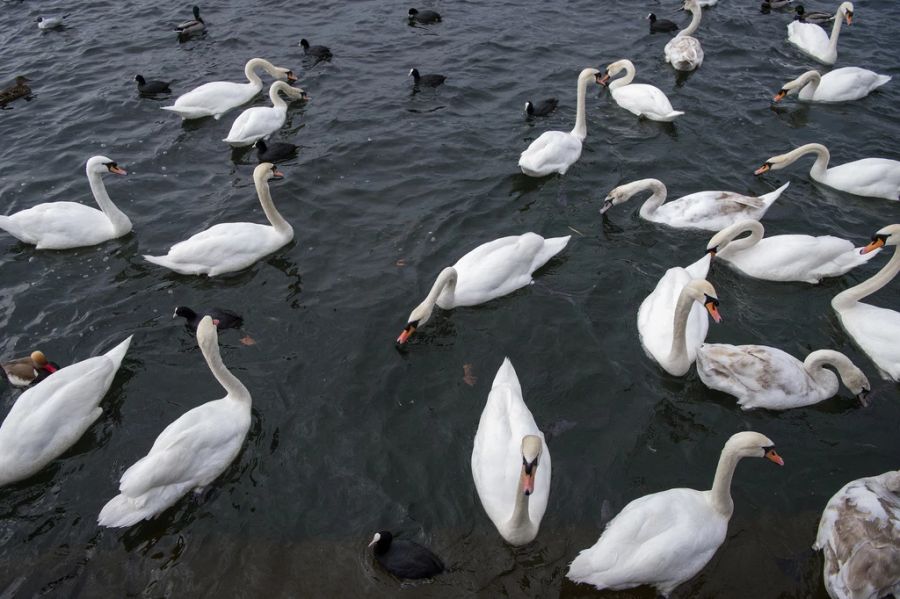 Schwäne Enten Zürichsee