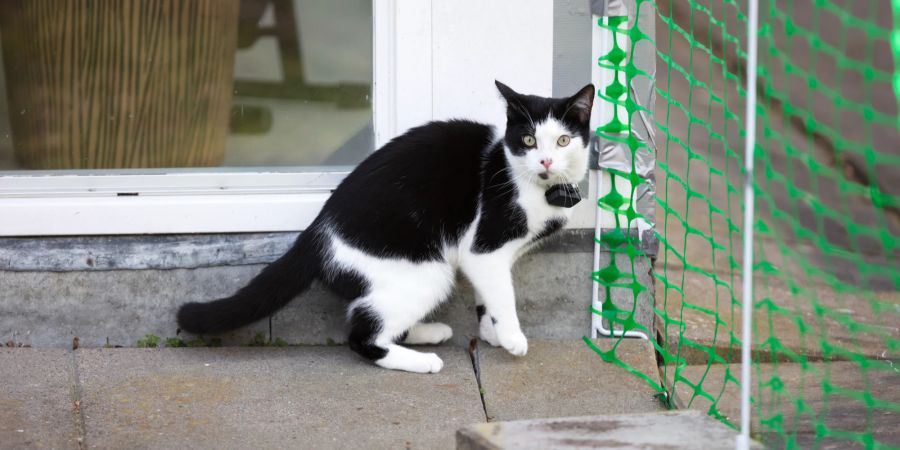 Katze mit GPS-Tracker