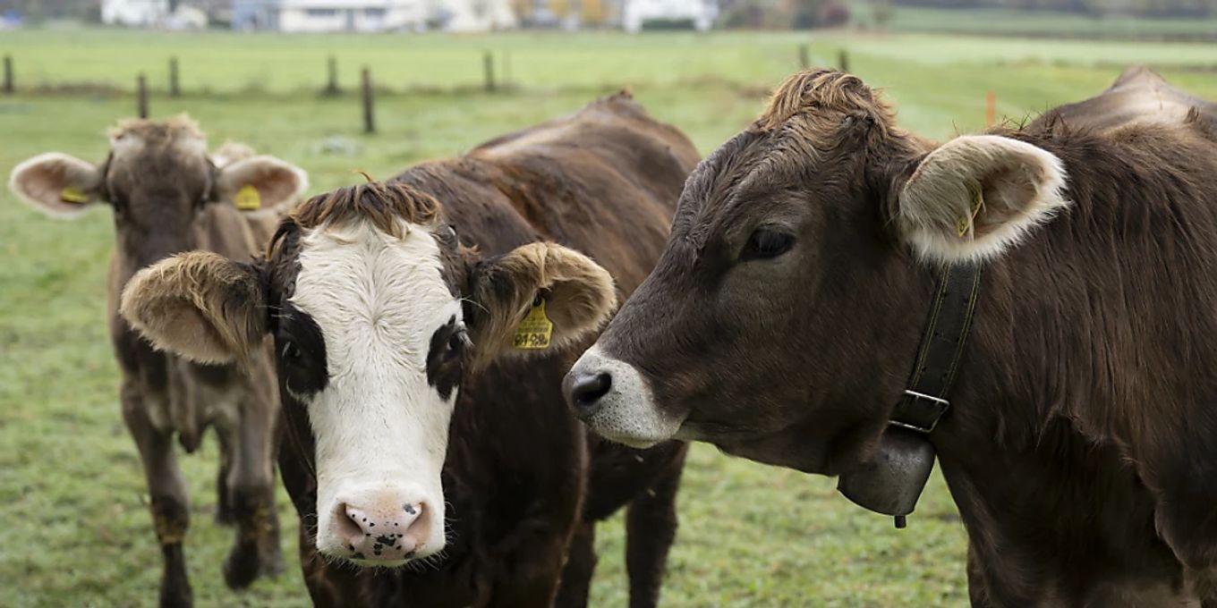«Vo Brugg zu Buur»: Landwirtschaft hautnah erleben