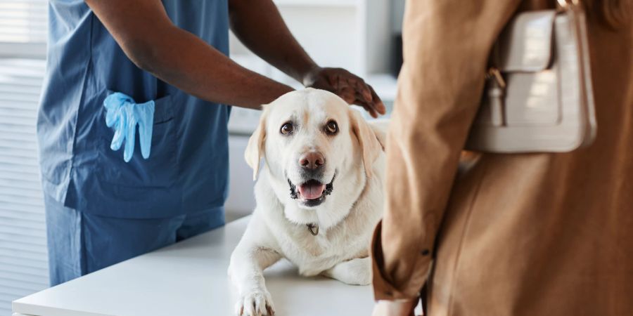 Bei anhaltenden Blähungen ist es wichtig, dass der Hund vom Tierarzt untersucht wird.