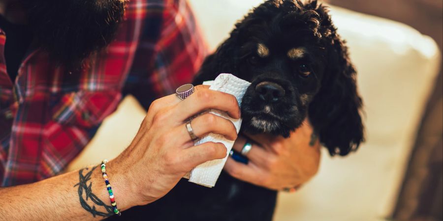 Gesichtsreinigung beim Hund