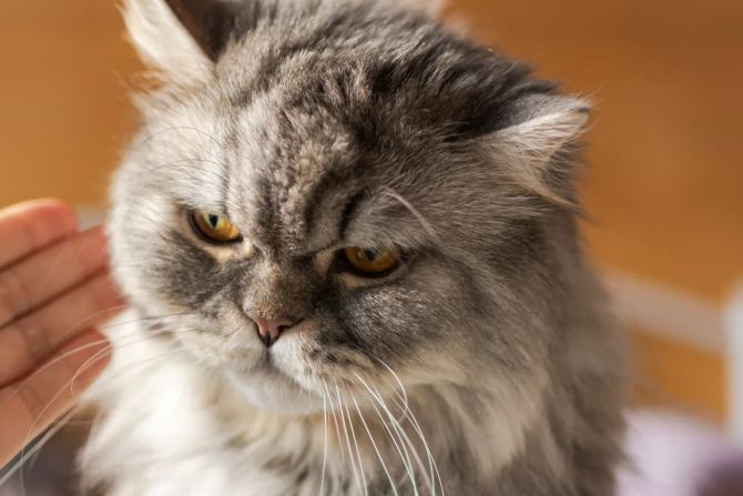 Hand berührt Katzengesicht