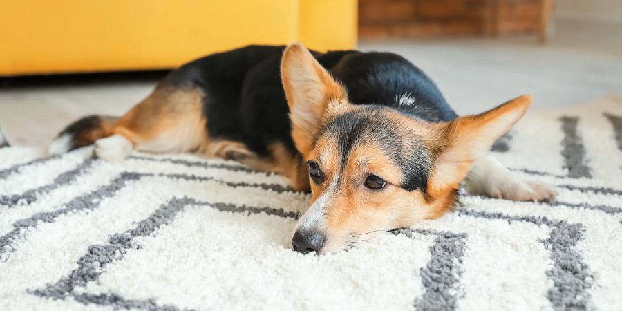 Hund liegt auf dem Teppich