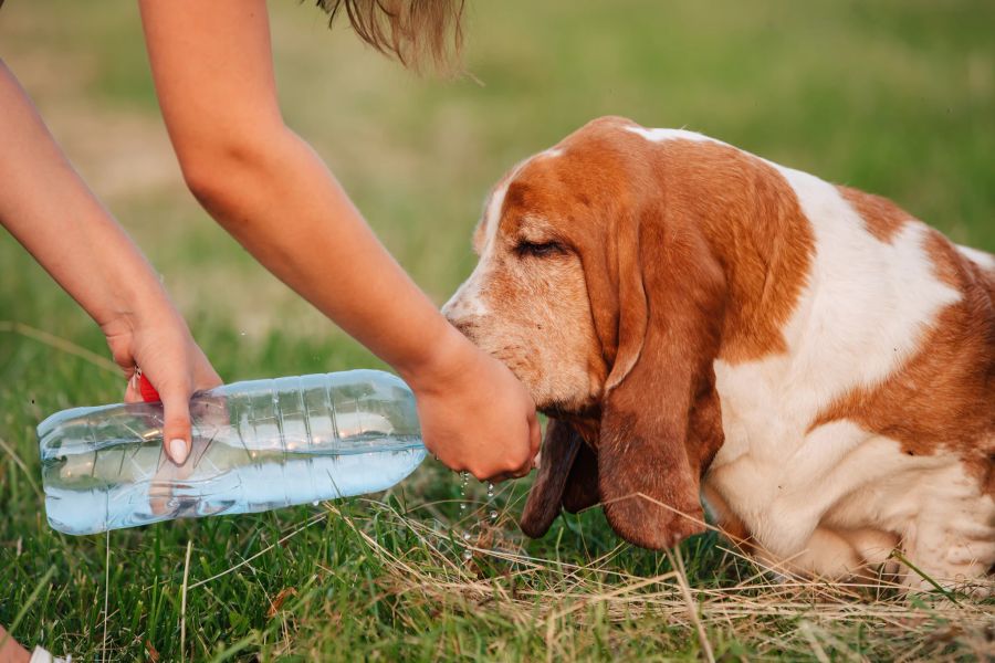 basset hound