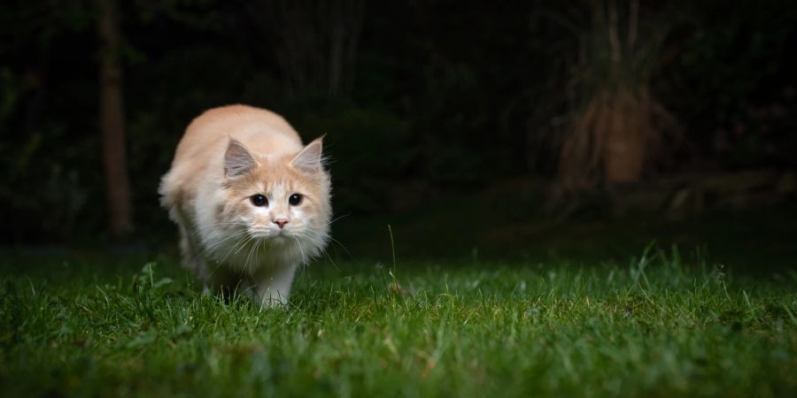 Katze jagt im Freien.