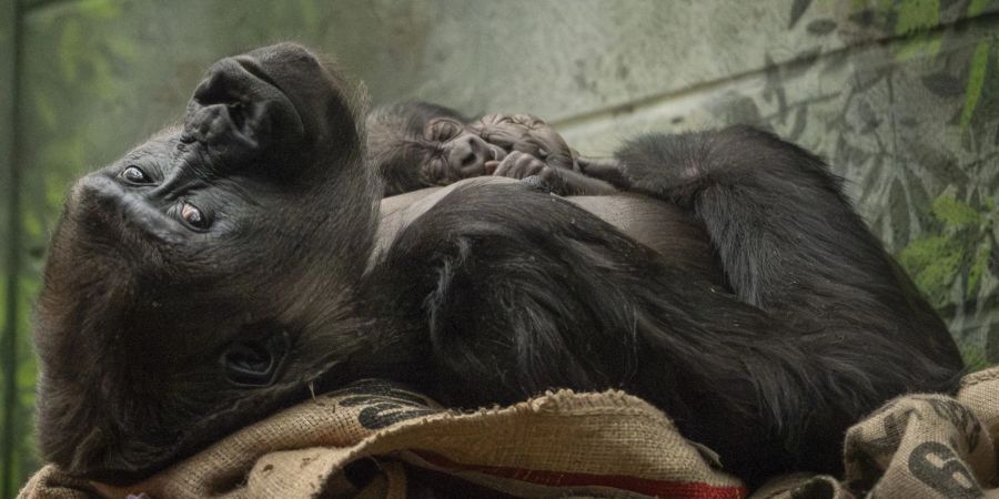 Die Westliche Flachlandgorilla-Dame Mjukuu kuschelt mit ihrem Baby.