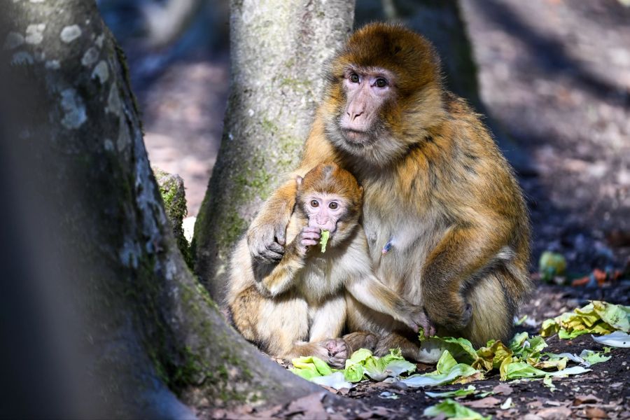 Affen Wald Mutter Baby