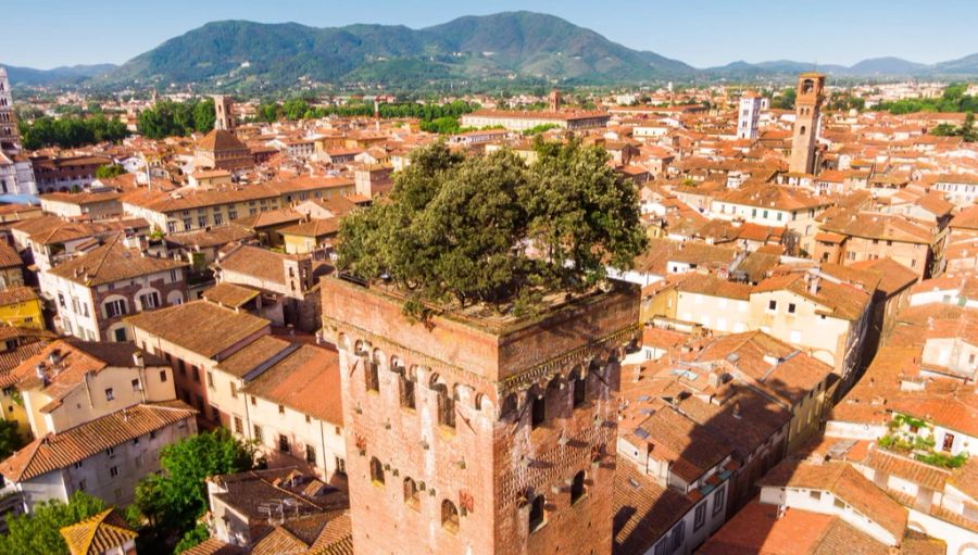 Die Torre Guinigi in Lucca.