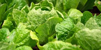 Gartenmagazin - Salate fürs Gemüsebeet: Es ist noch lange nicht vorbei